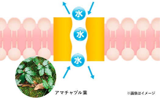 細胞に水を通すアクアポリン